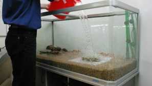 Jak připravit vodu pro akvárium - úplný popis.